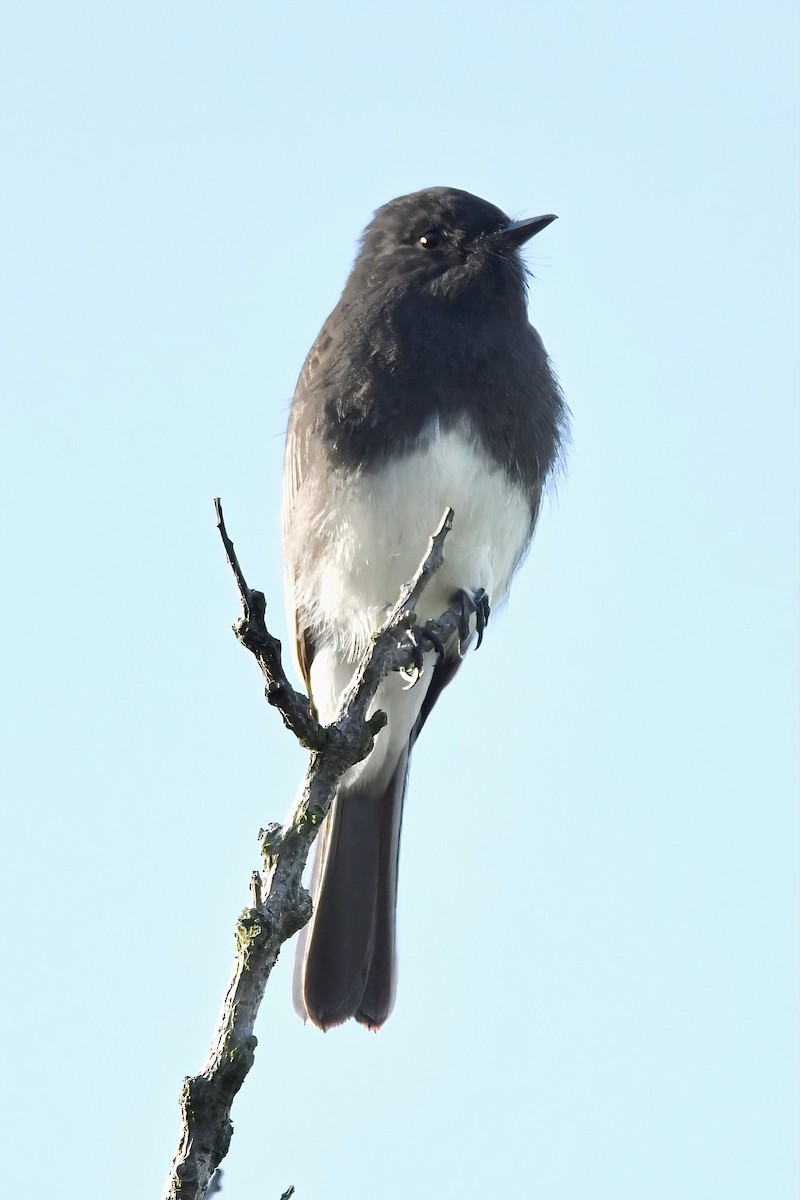 Black Phoebe - ML642065350