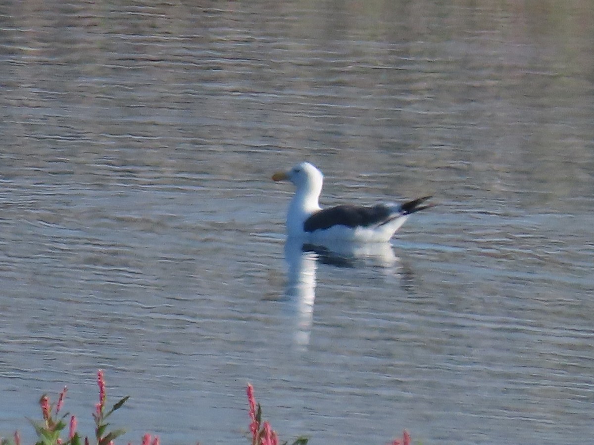 Western Gull - ML642065352