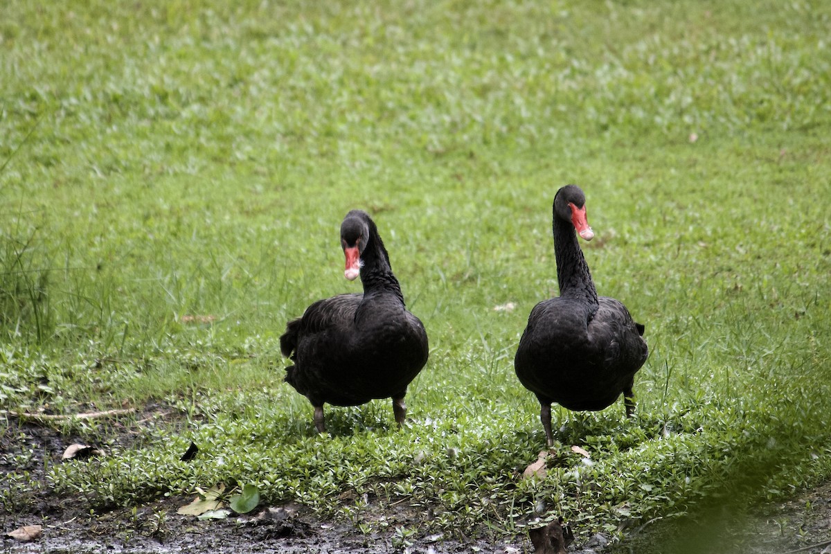 Black Swan - ML642065370
