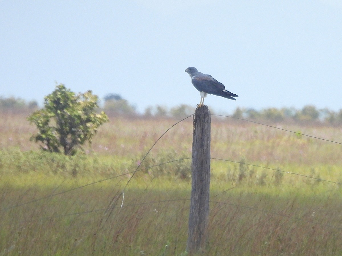 White-tailed Hawk - ML642065372