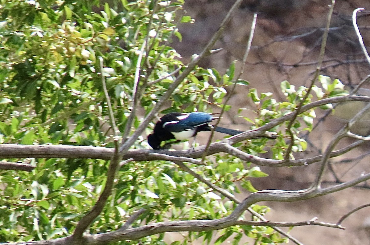 Black-billed Magpie - ML642065394