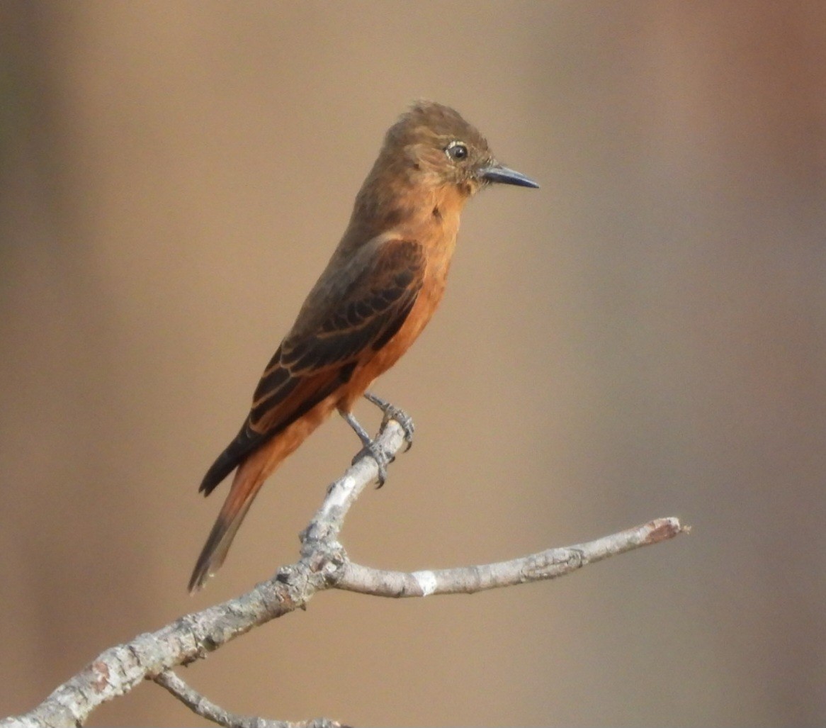 Birro Común - ML642065413