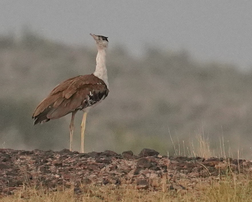 Great Indian Bustard - ML642065426