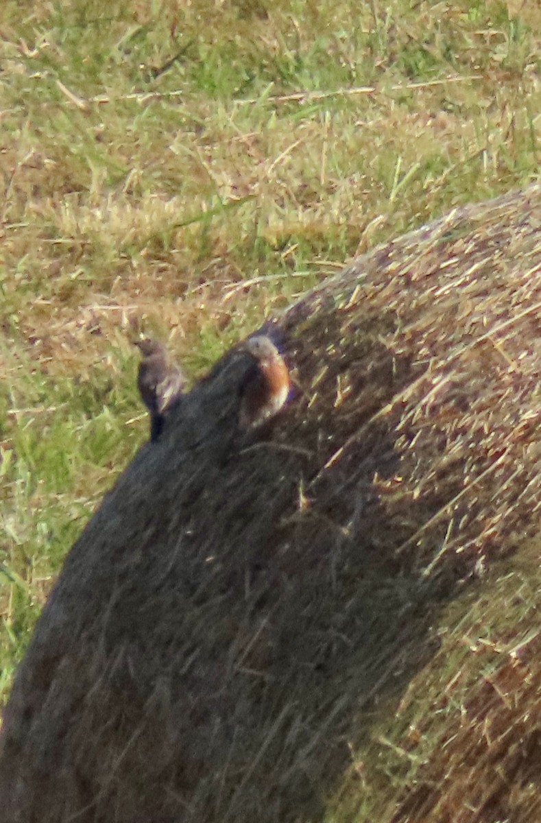 Eastern Bluebird - ML642065427