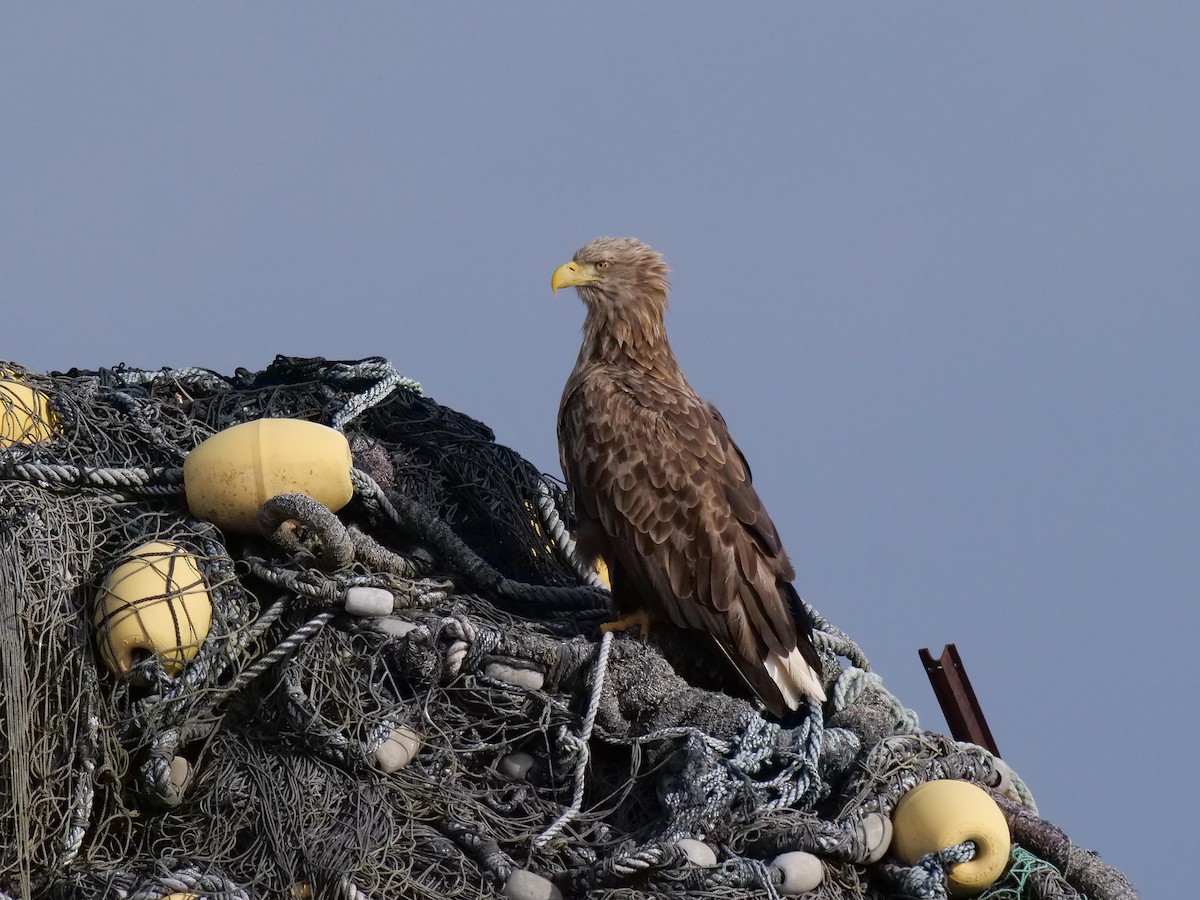 White-tailed Eagle - ML642065428
