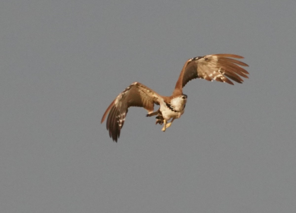 Great Indian Bustard - ML642065432