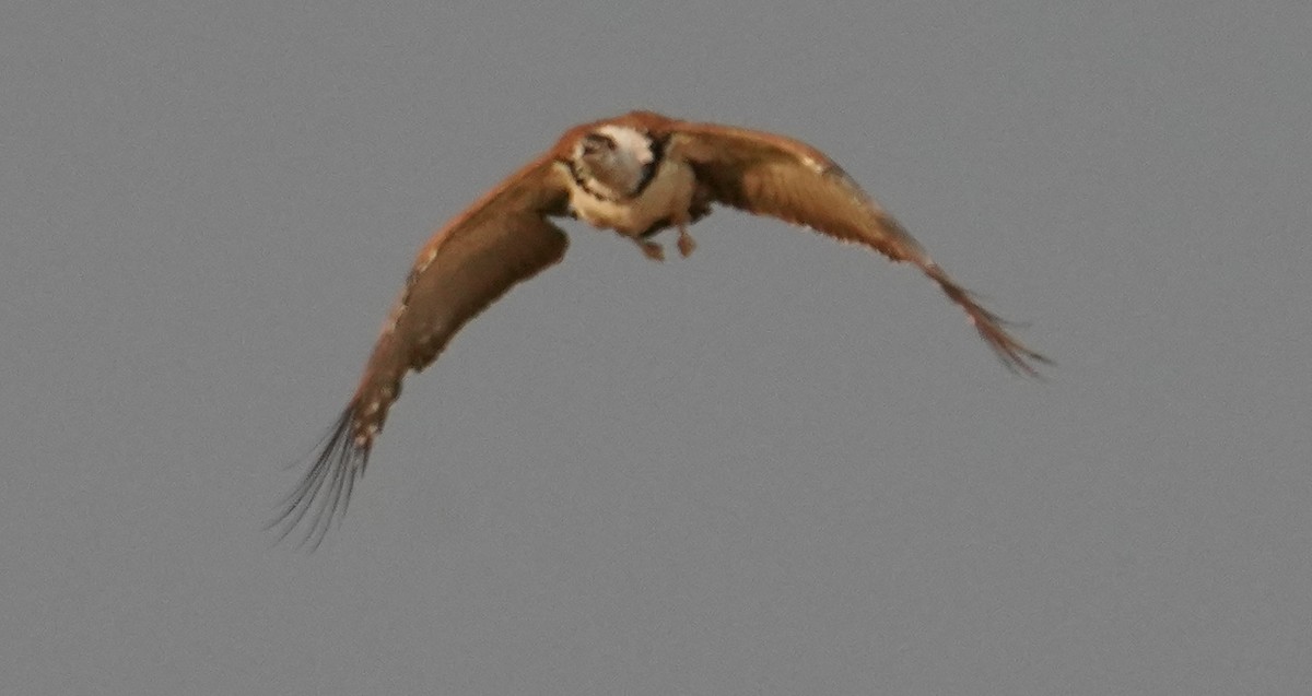 Great Indian Bustard - ML642065433