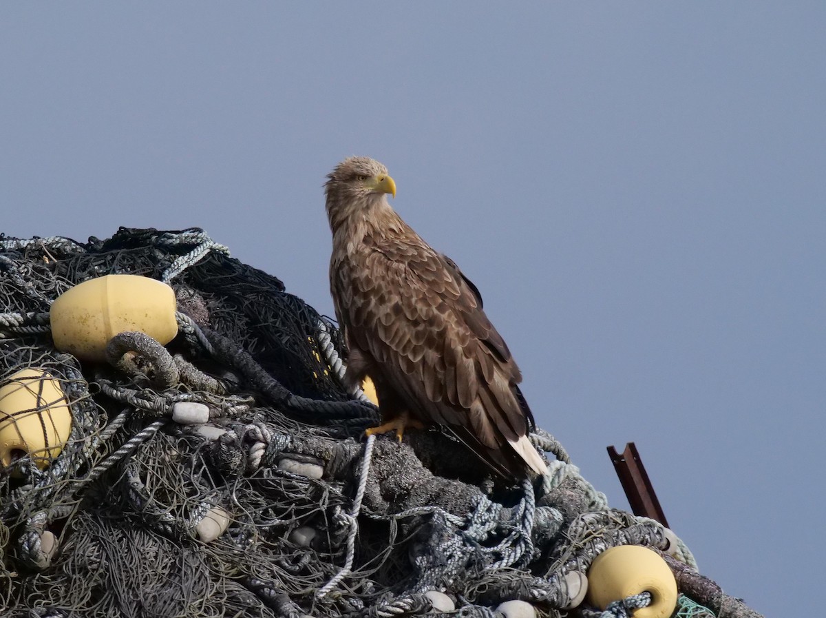 White-tailed Eagle - ML642065436
