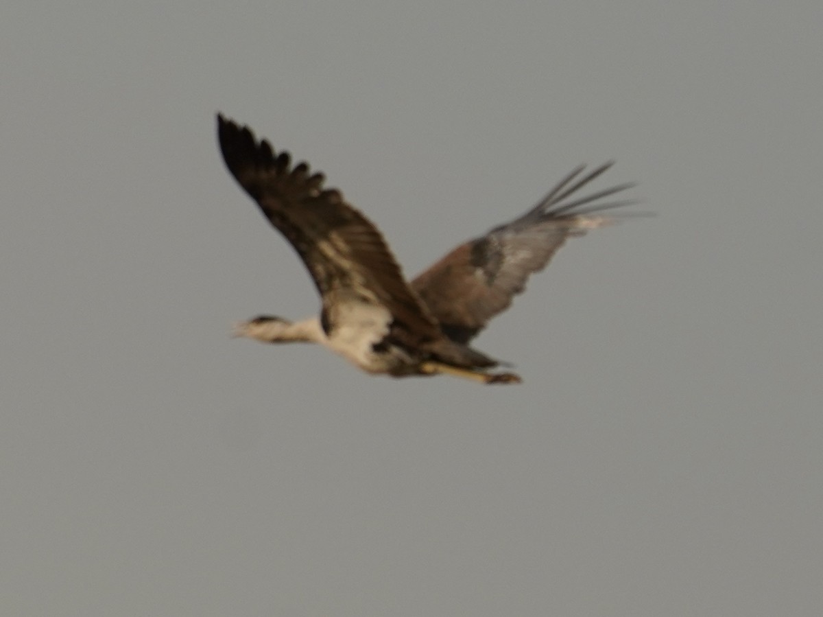 Great Indian Bustard - ML642065439