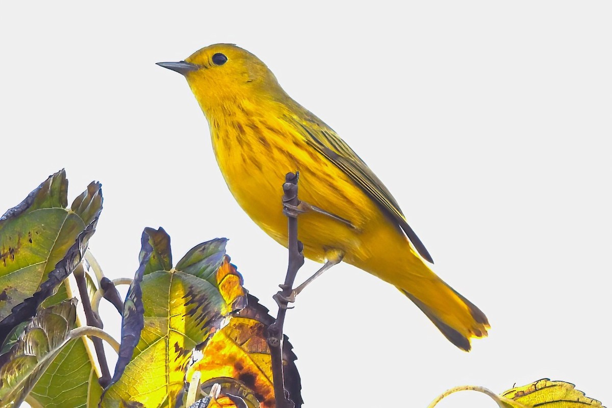 Yellow Warbler - ML642065441