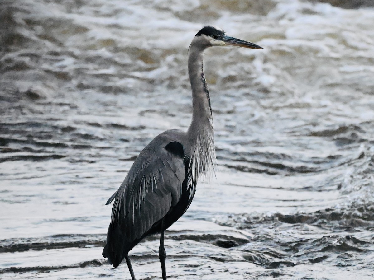 Great Blue Heron - ML642065443
