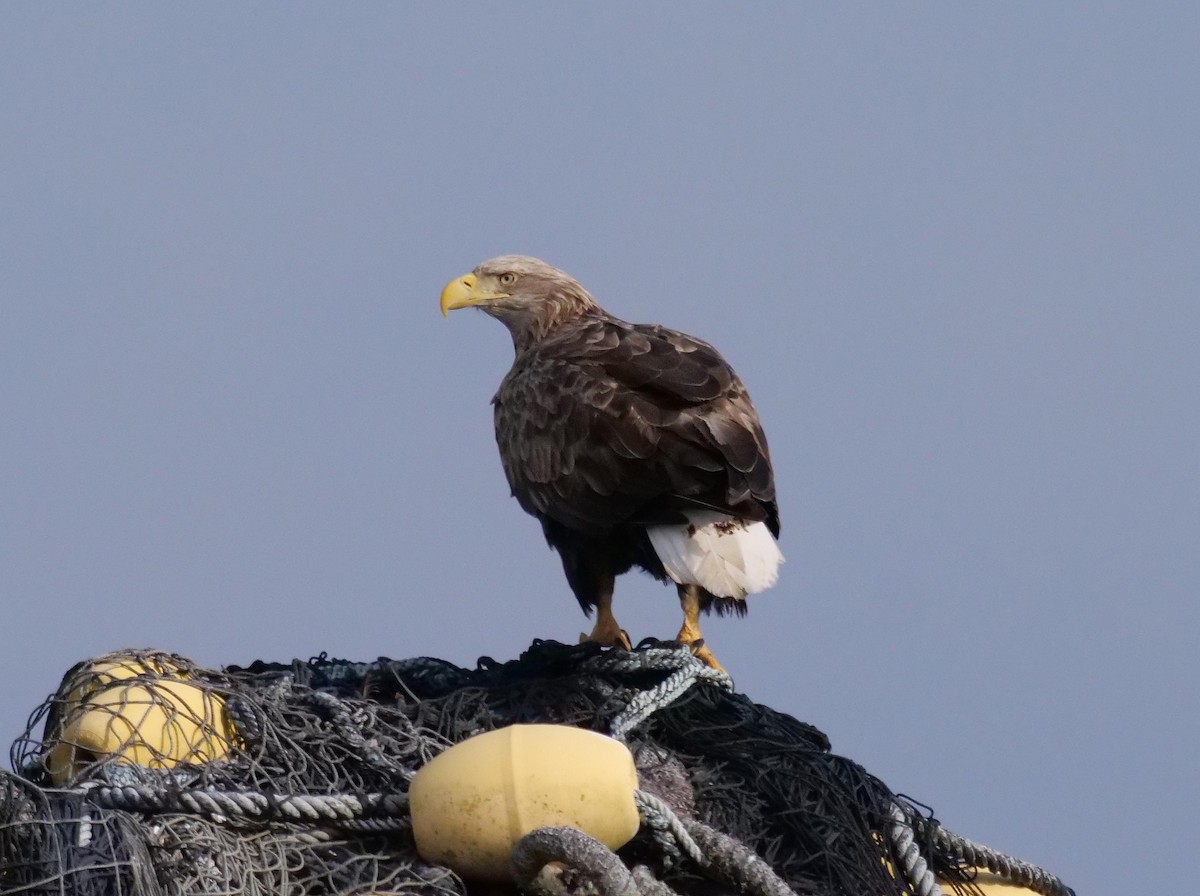 White-tailed Eagle - ML642065447
