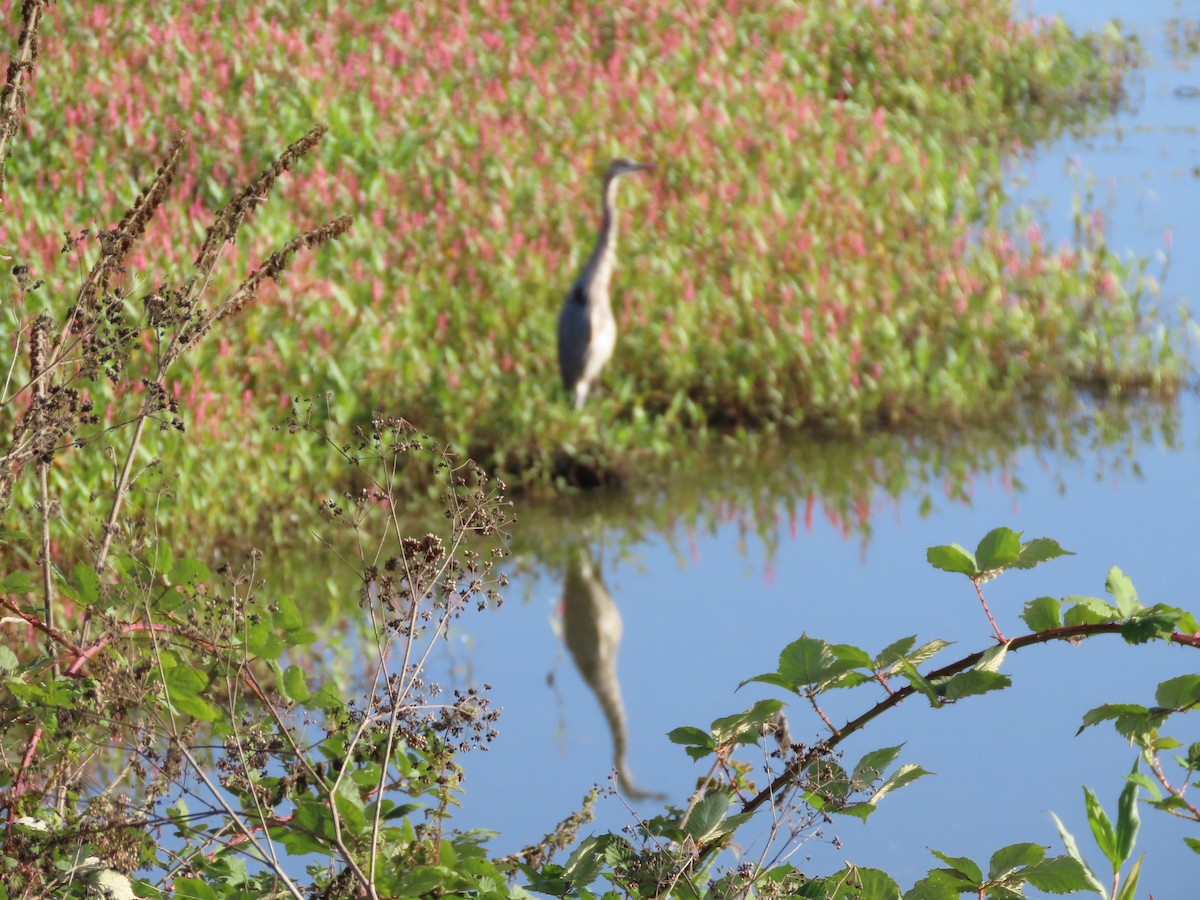 Great Blue Heron - ML642065460