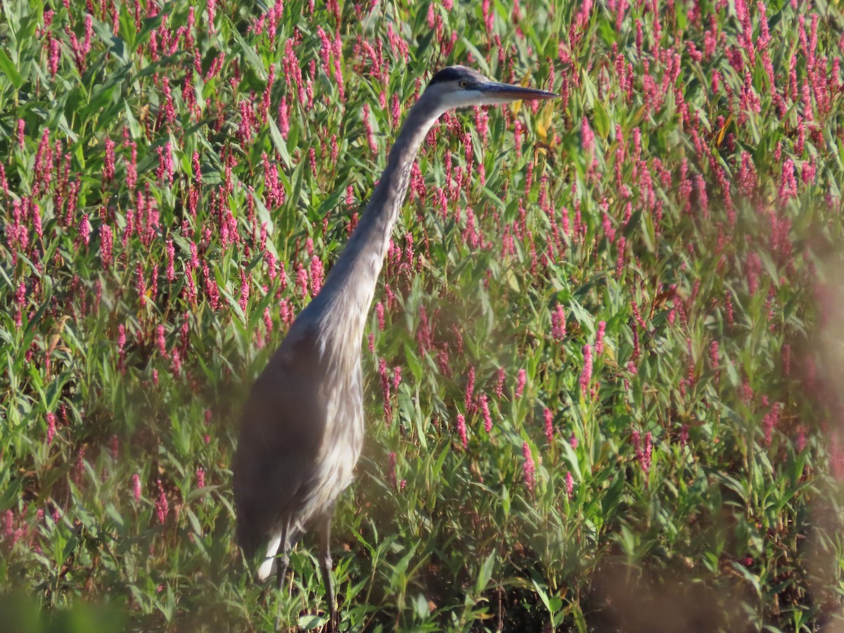 Great Blue Heron - ML642065461