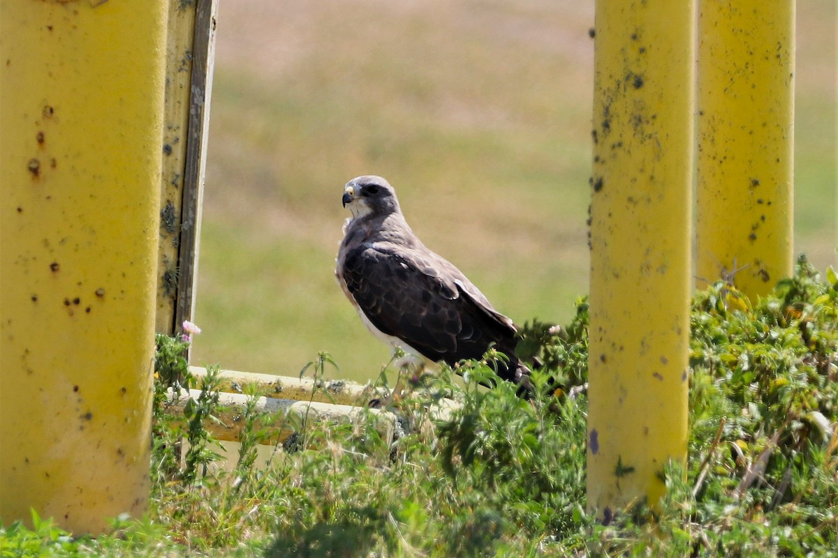Swainson's Hawk - ML642065462