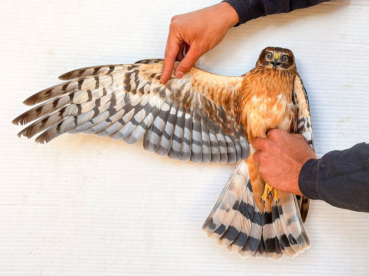 Northern Harrier - ML642065472