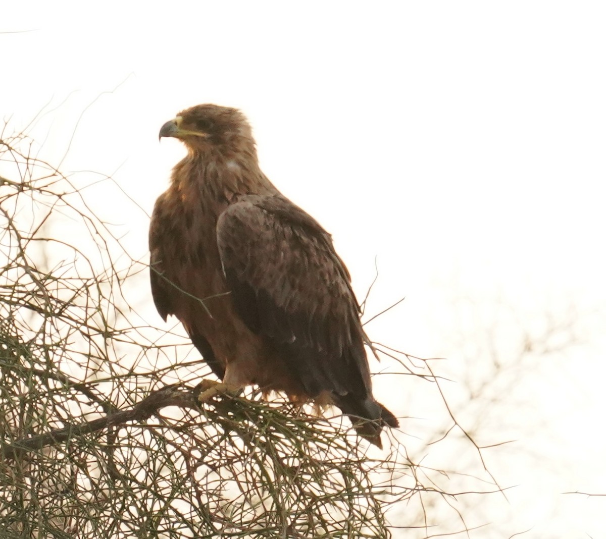 Tawny Eagle - ML642065475