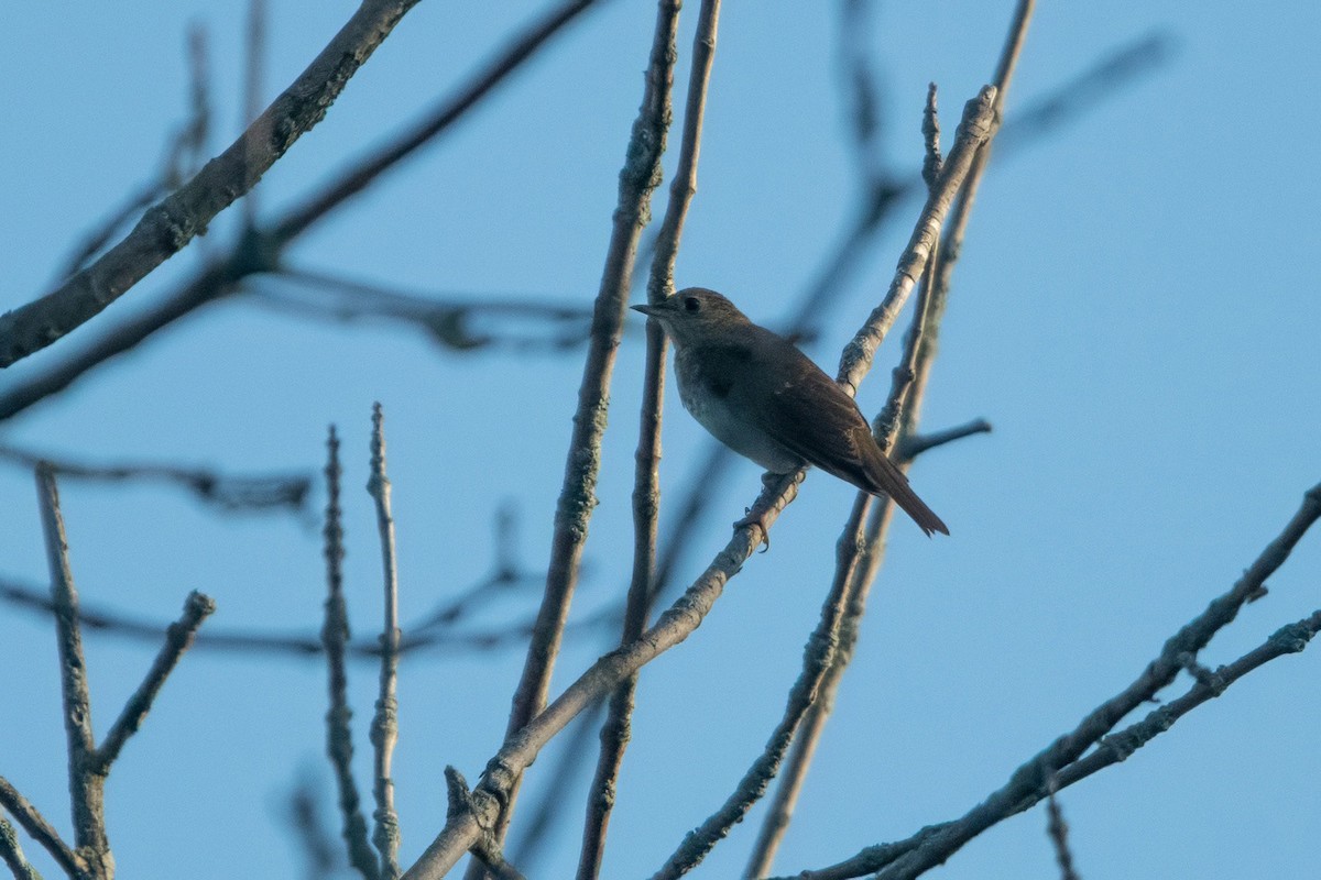 Gray-cheeked Thrush - ML642065477