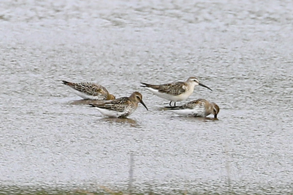 Dunlin - ML642065478