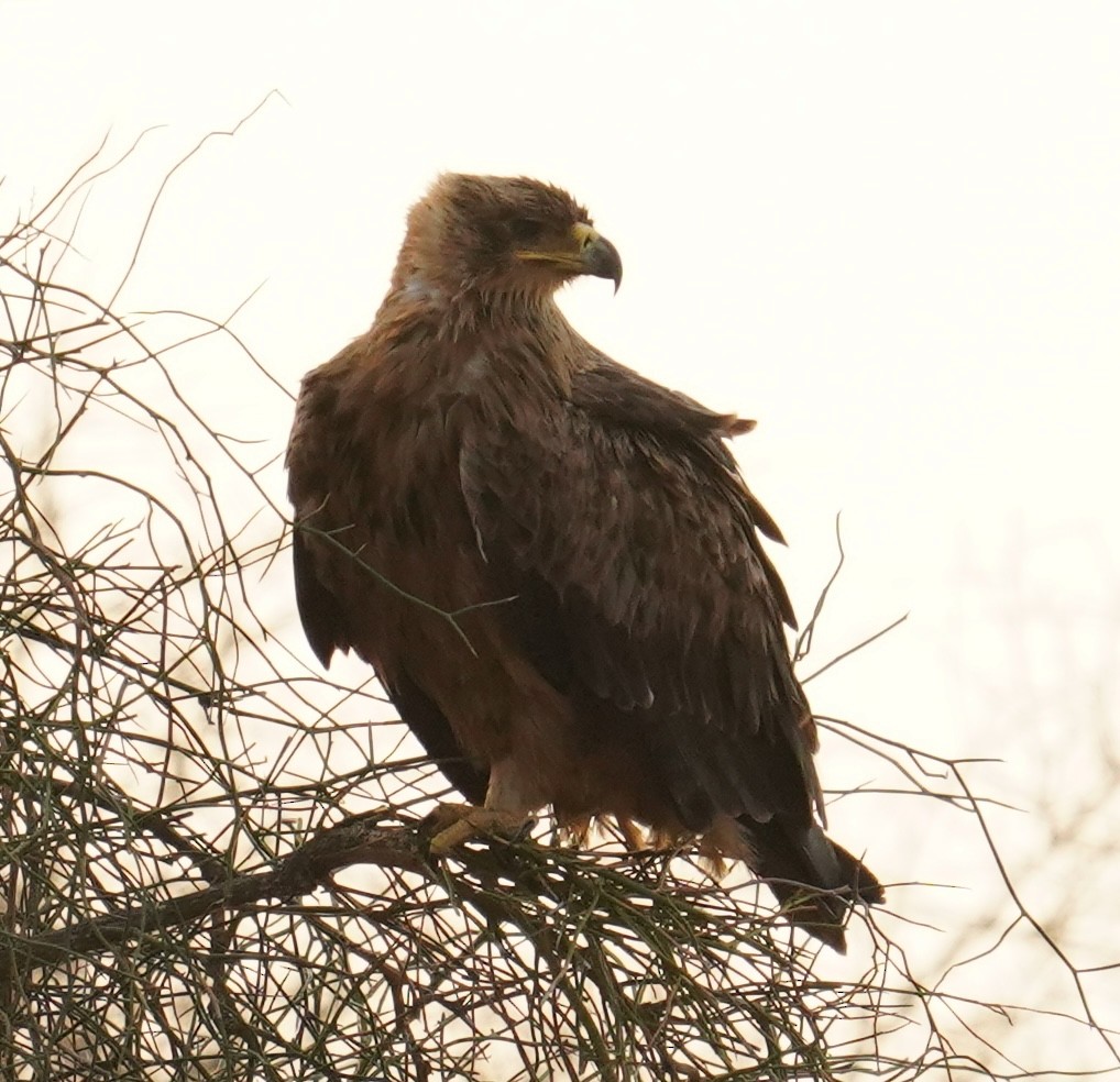 Tawny Eagle - ML642065483