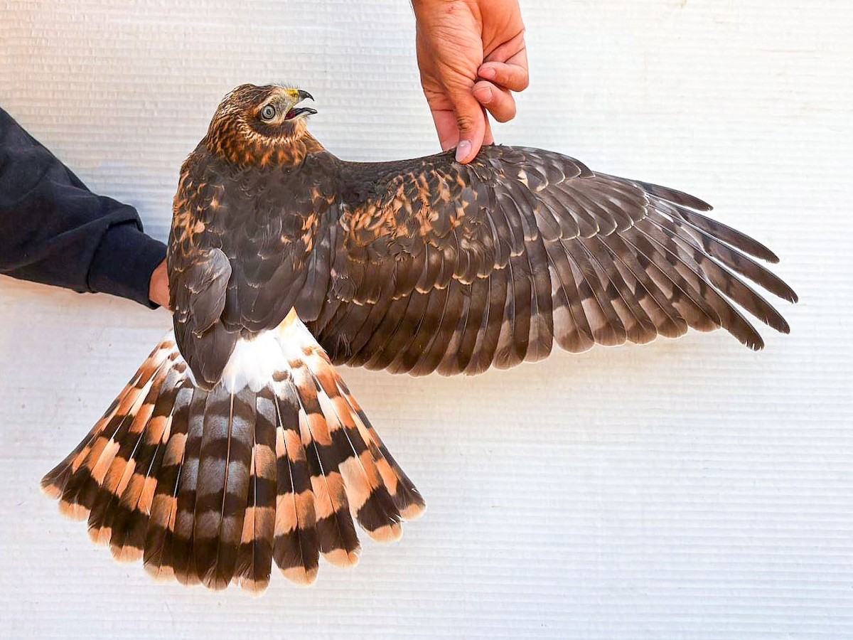 Northern Harrier - ML642065489