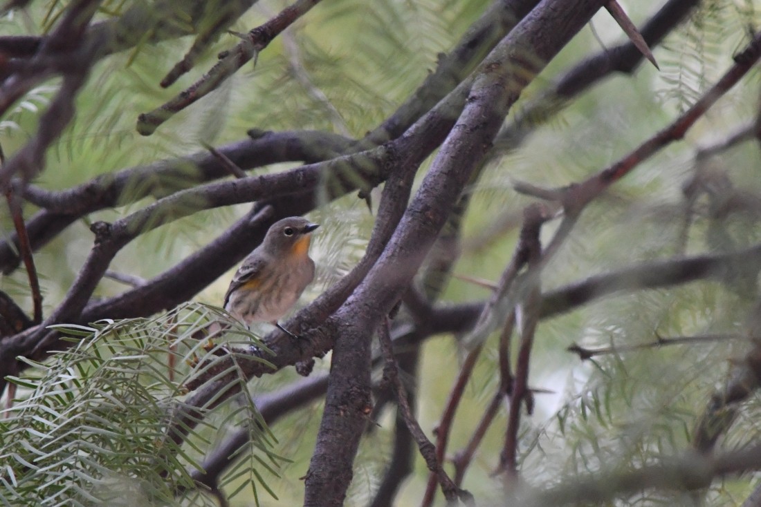 Yellow-rumped Warbler (Audubon's) - ML642065490