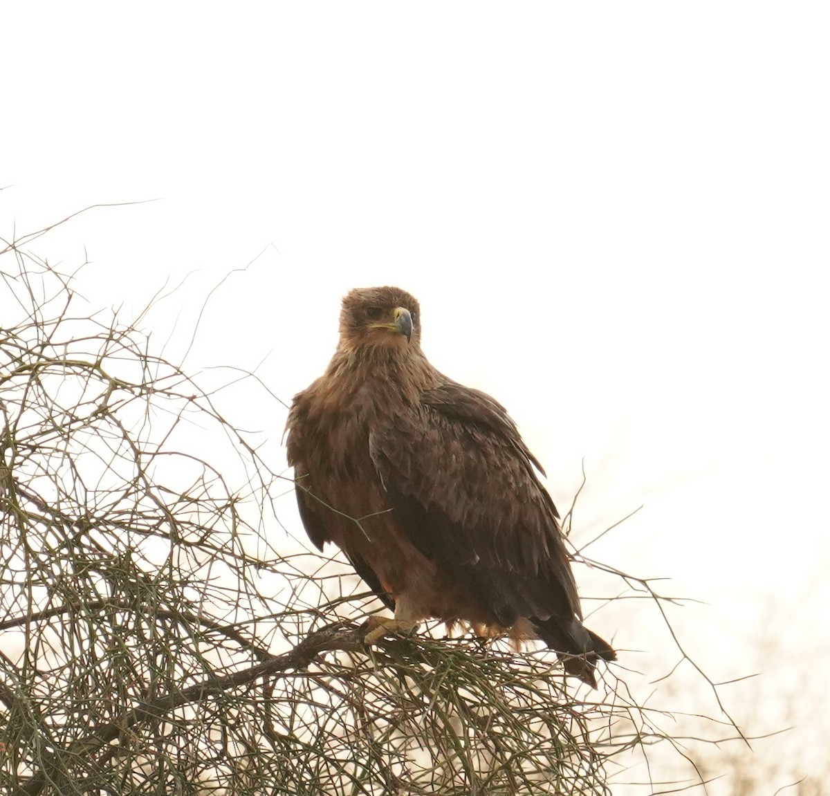 Tawny Eagle - ML642065491