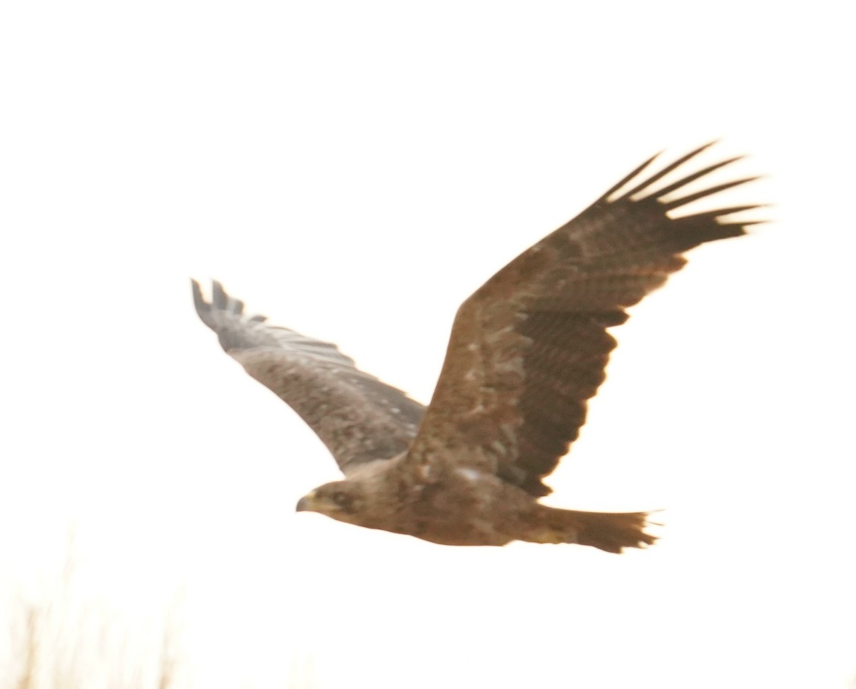 Tawny Eagle - ML642065503