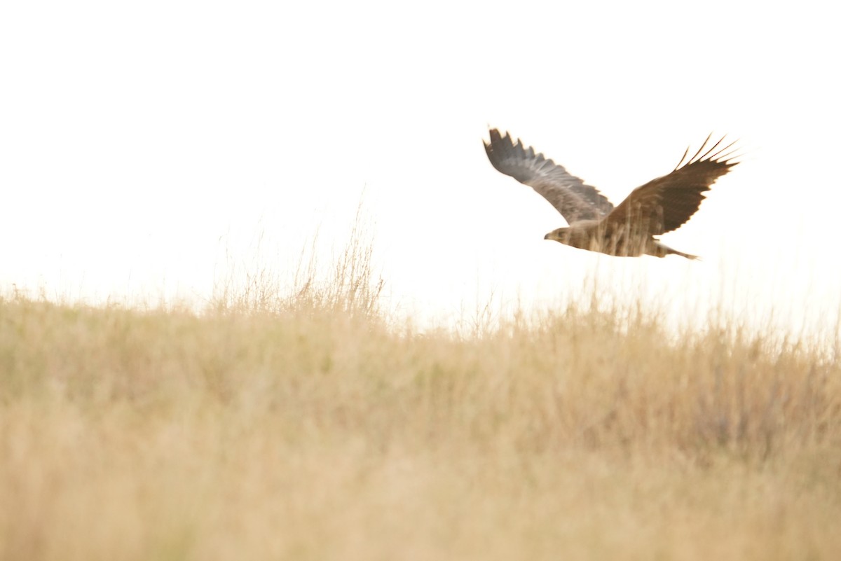 Tawny Eagle - ML642065506