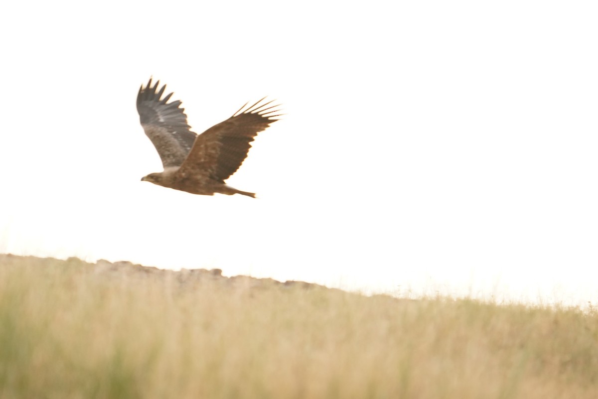 Tawny Eagle - ML642065508