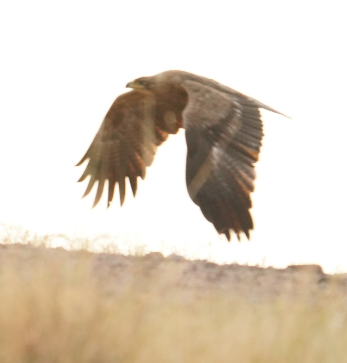 Tawny Eagle - ML642065511