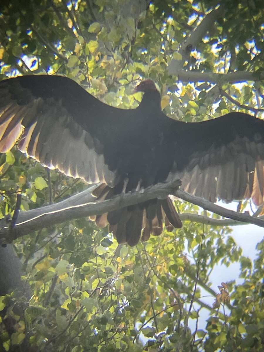 Turkey Vulture - ML642065532