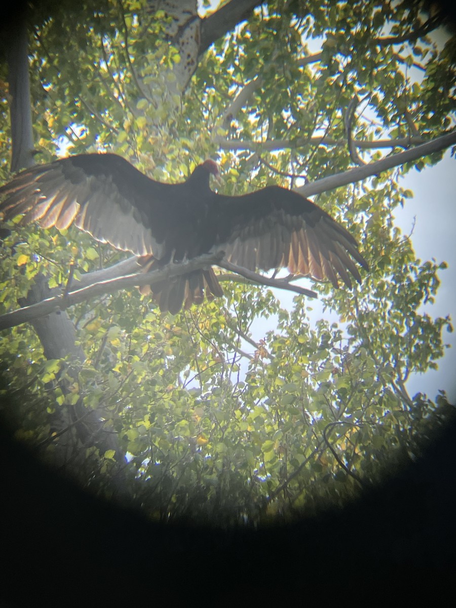 Turkey Vulture - ML642065533