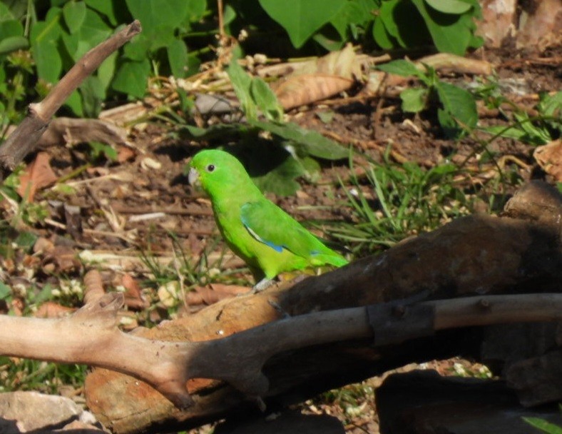 Cotorrita Aliazul - ML642065534