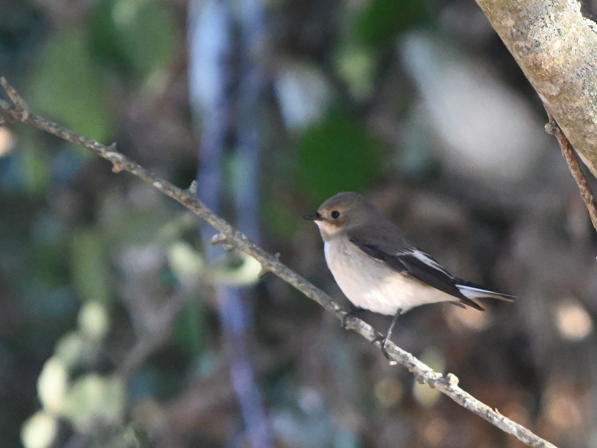 European Pied Flycatcher - ML642065538