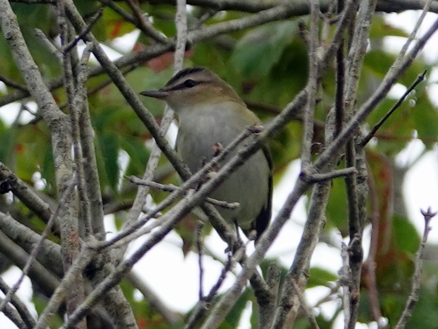 Red-eyed Vireo - ML642065539