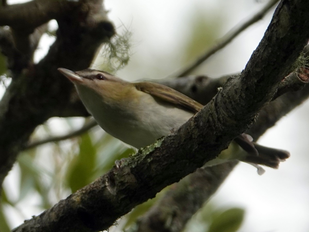 Red-eyed Vireo - ML642065540
