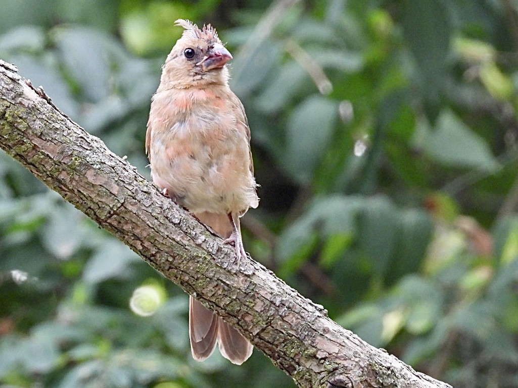 Northern Cardinal - ML642065544