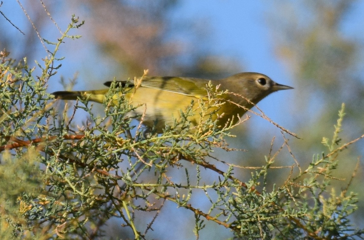Nashville Warbler - ML642065546