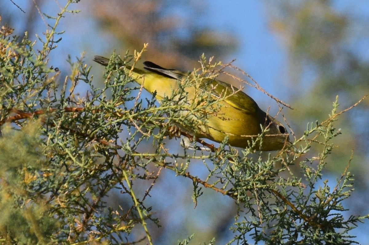 Nashville Warbler - ML642065547
