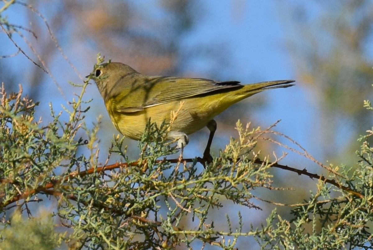 Nashville Warbler - ML642065548