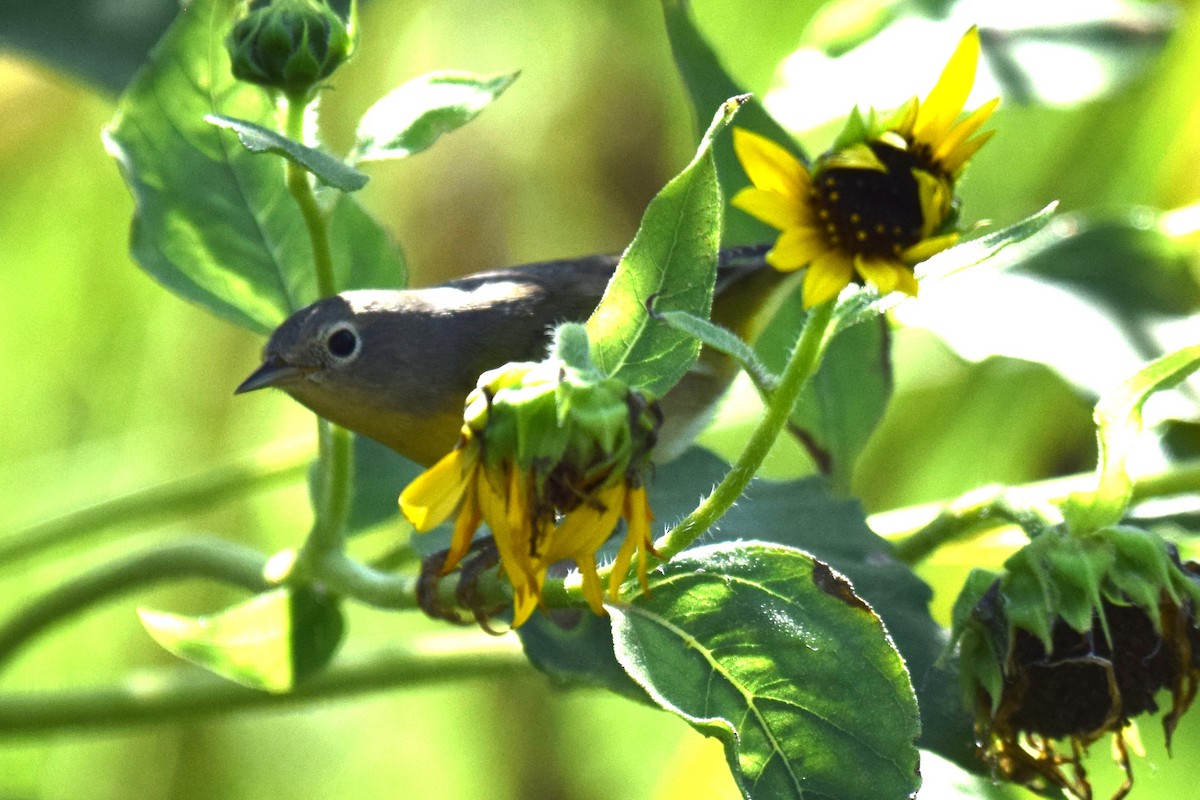 Nashville Warbler - ML642065549