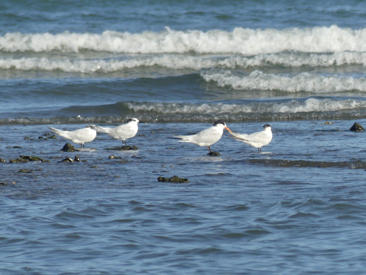 Elegant Tern - ML642065550