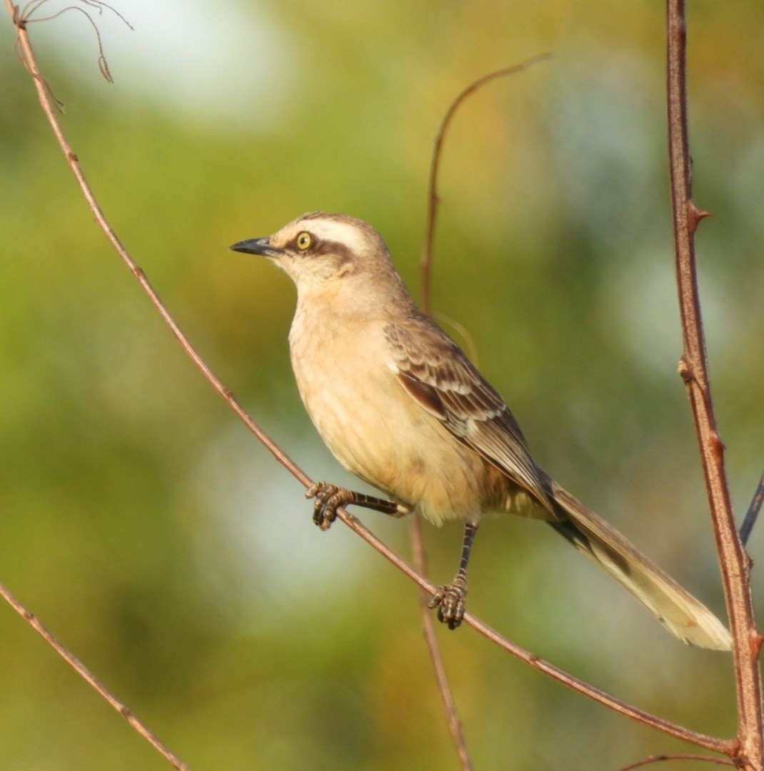 Chalk-browed Mockingbird - ML642065552