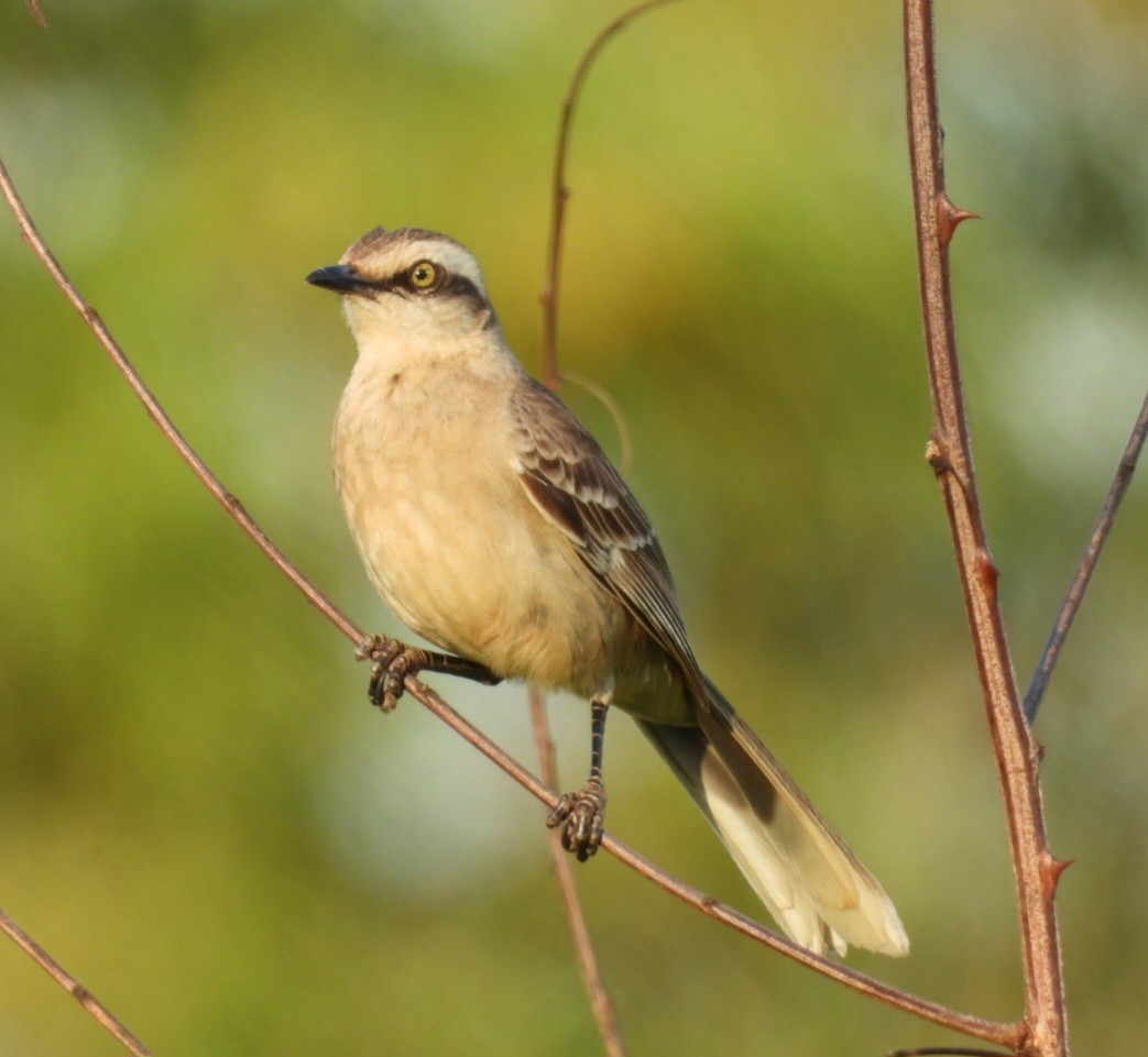 Chalk-browed Mockingbird - ML642065553