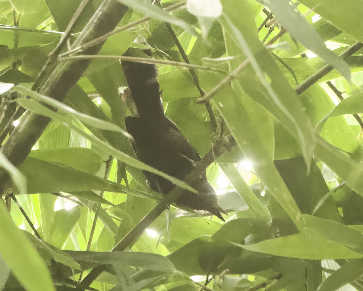 Manu Antbird - ML642065555