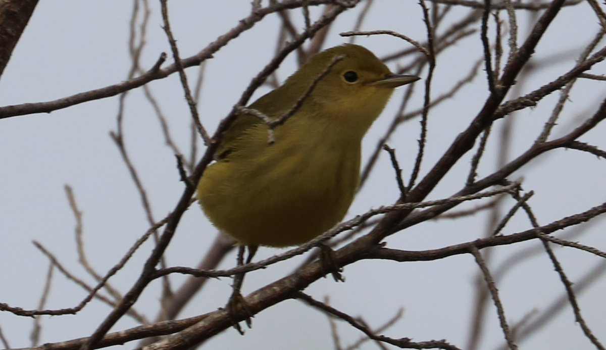 Yellow Warbler (Northern) - ML642065557