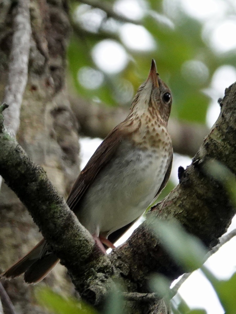 Ovenbird - ML642065558
