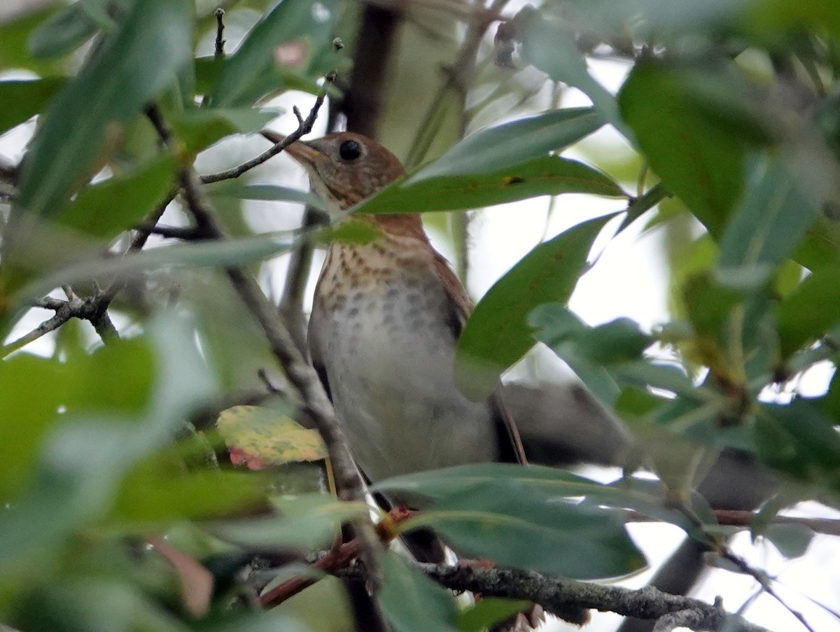 Ovenbird - ML642065559