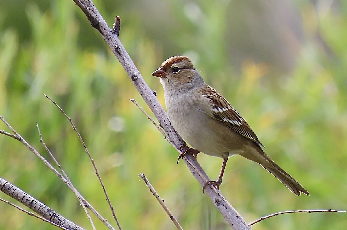 White-crowned Sparrow - ML642065562